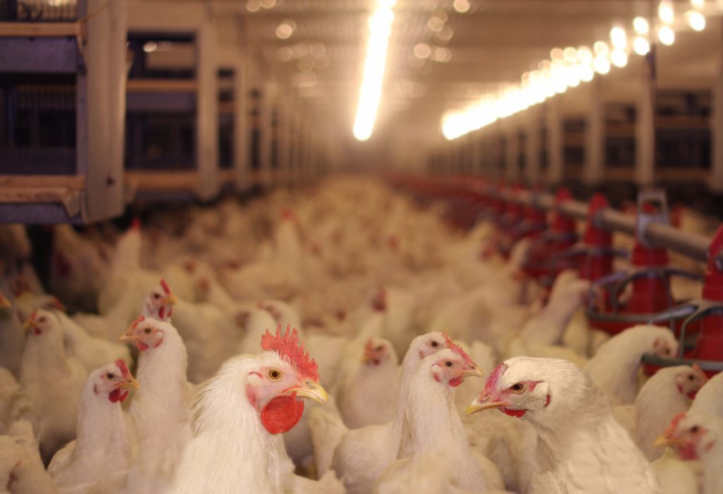 From Denmark, a 35-day non-stop live broadcast on a chicken farm