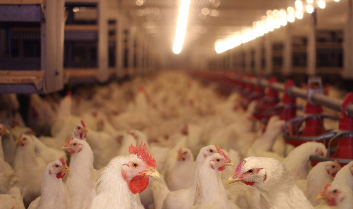 From Denmark, a 35-day non-stop live broadcast on a chicken farm