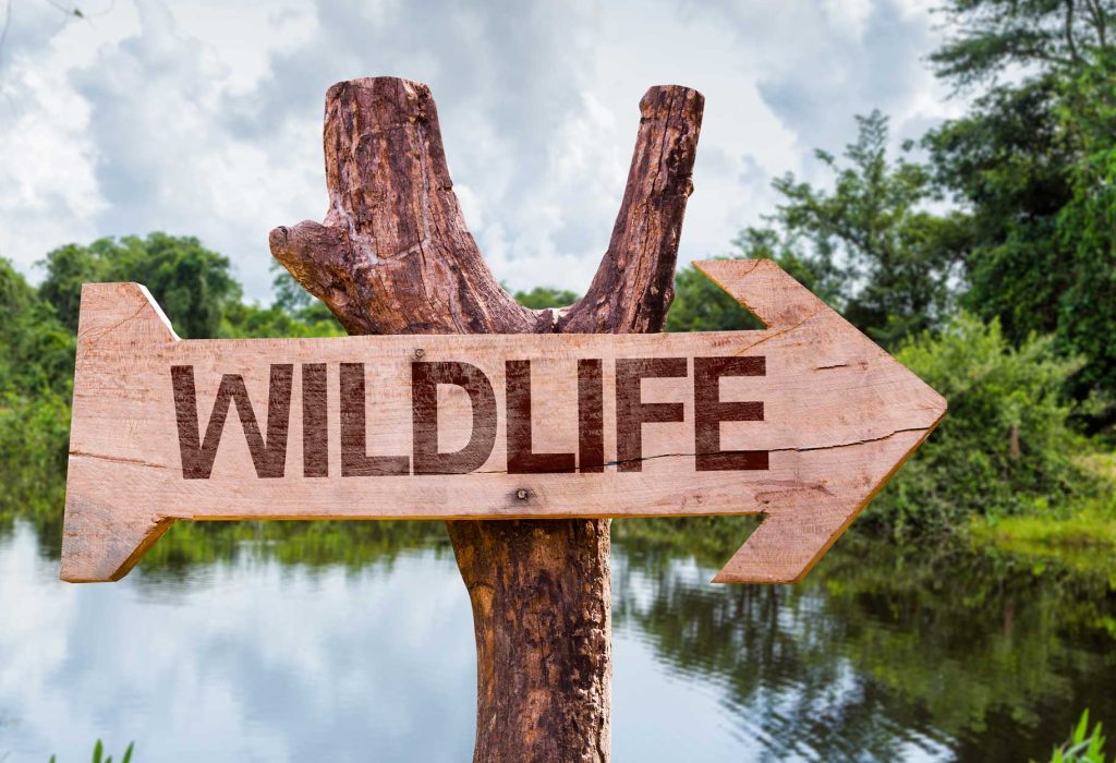 Biodiversity runs itself