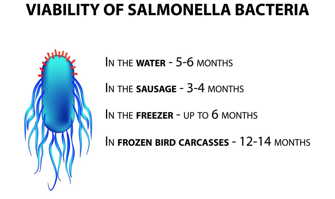 Salmonella: US less prepared than Europe