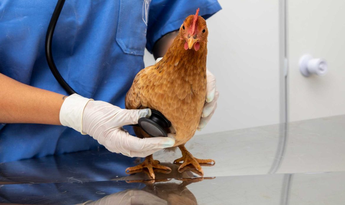 “As healthy as a Chicken”