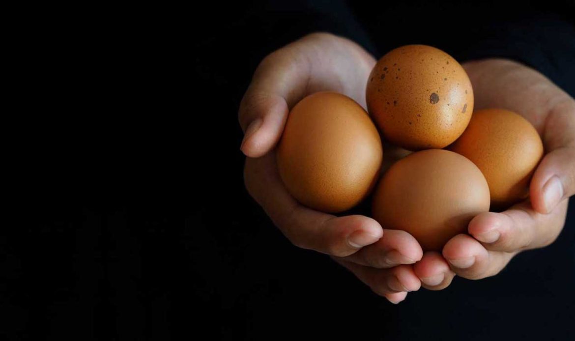 Which hen laid the egg?