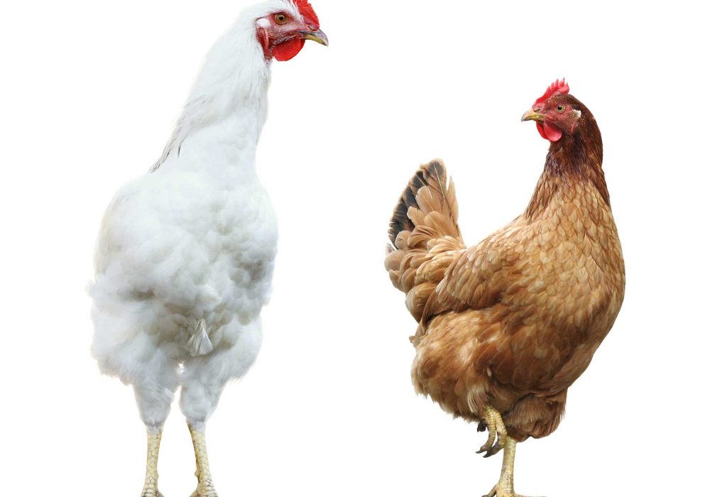Chickens or hens? How many people know the difference?