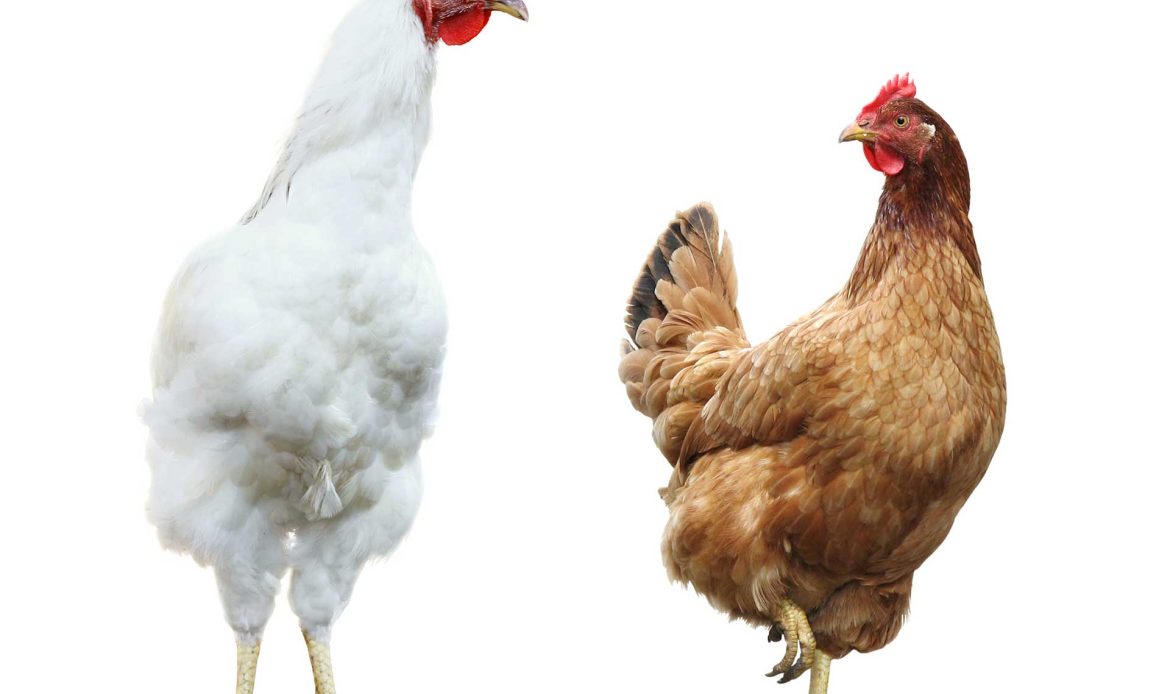 Chickens or hens? How many people know the difference?