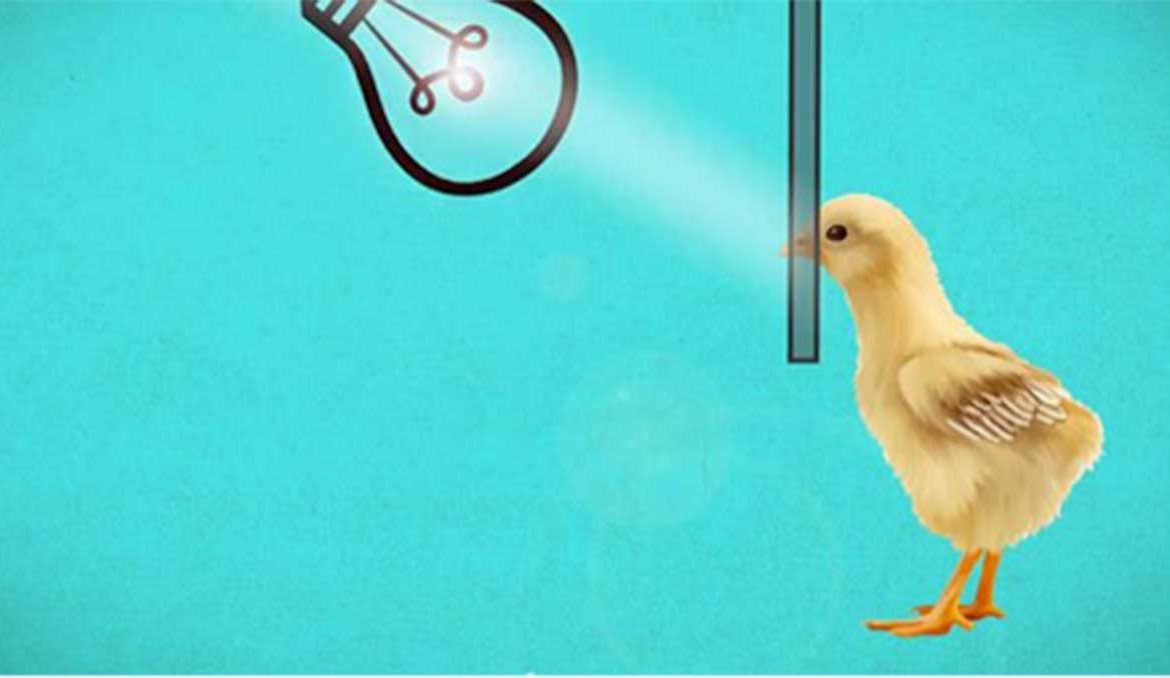 Beak reduction of chicks: what is it?