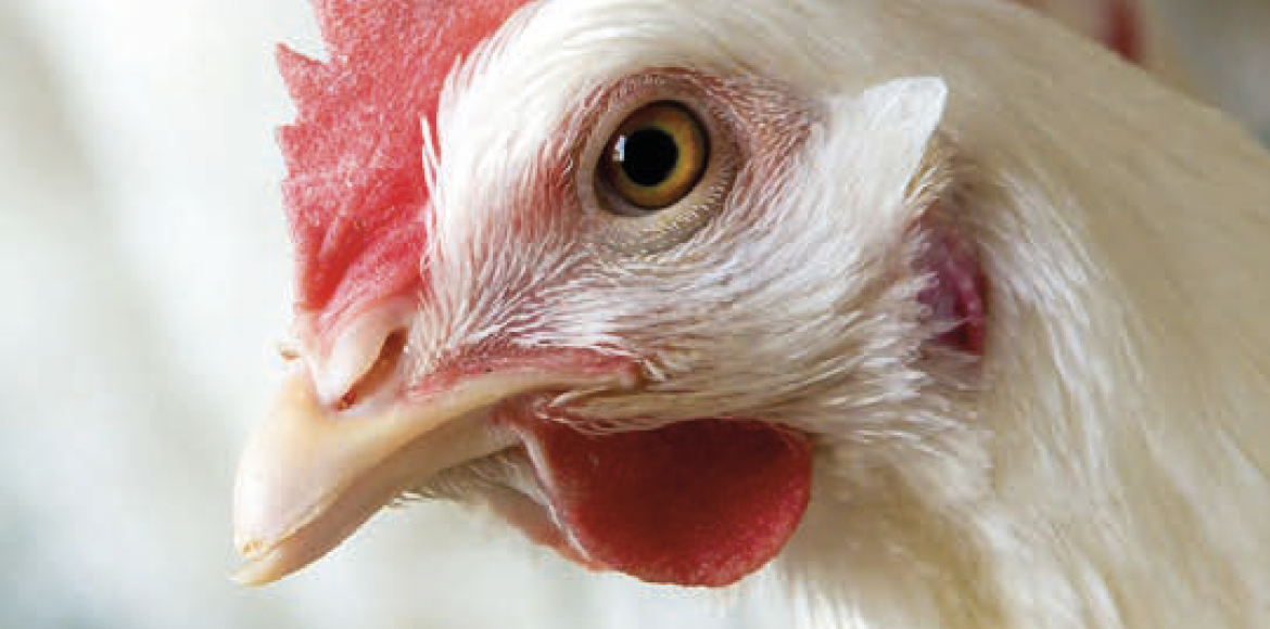 A contribution from Zootecnica International – Italy