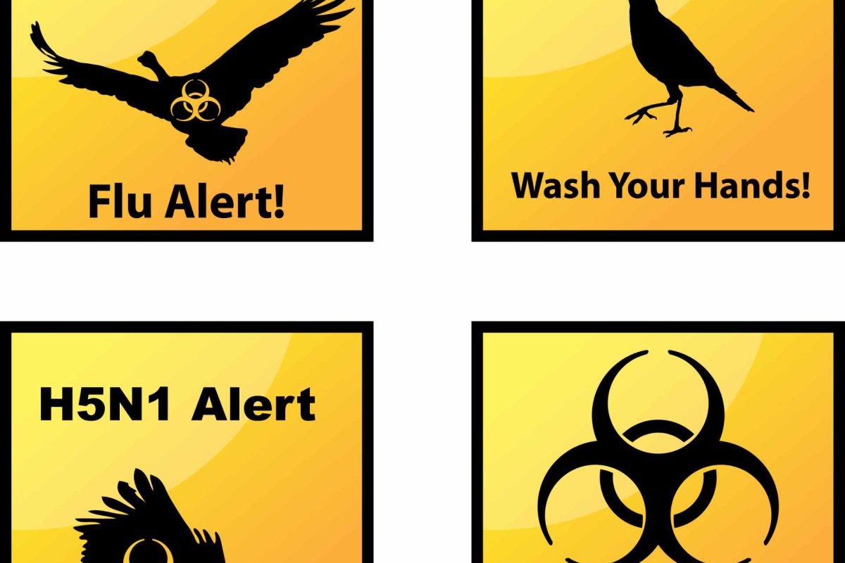 AVIAN INFLUENZA: What really is bird flu? Who should we believe?