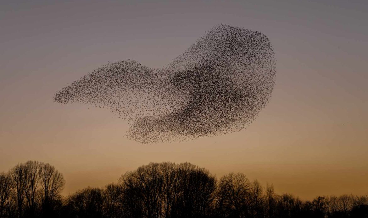 AVIAN INFLUENZA: keeping birds indoors prevents pandemics