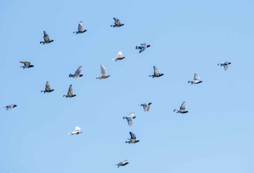 AVIAN INFLUENZA: intensive farming prevents it