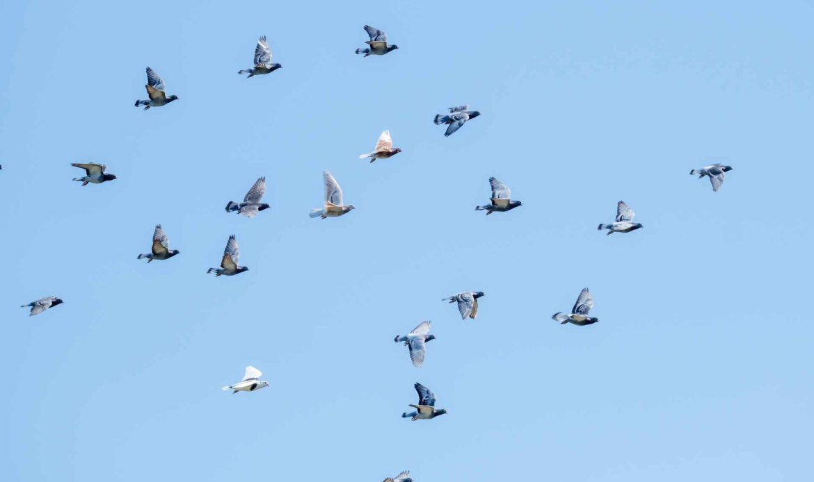 AVIAN INFLUENZA: intensive farming prevents it