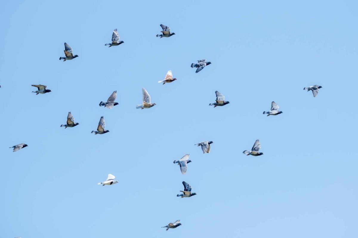 AVIAN INFLUENZA: intensive farming prevents it