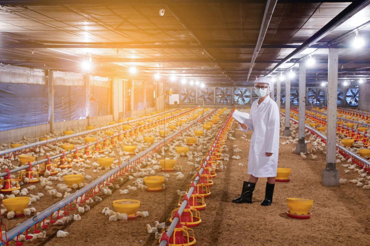 Animal welfare? On protected farms it is a prerequisite for consumer and farmer welfare