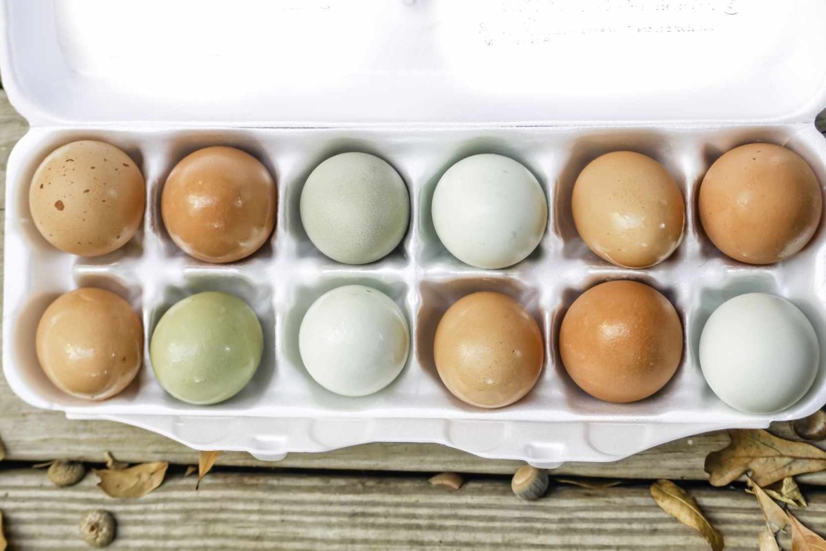 How many colours can a hen’s egg shell be?