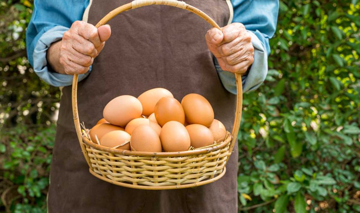 The neighbour’s eggs