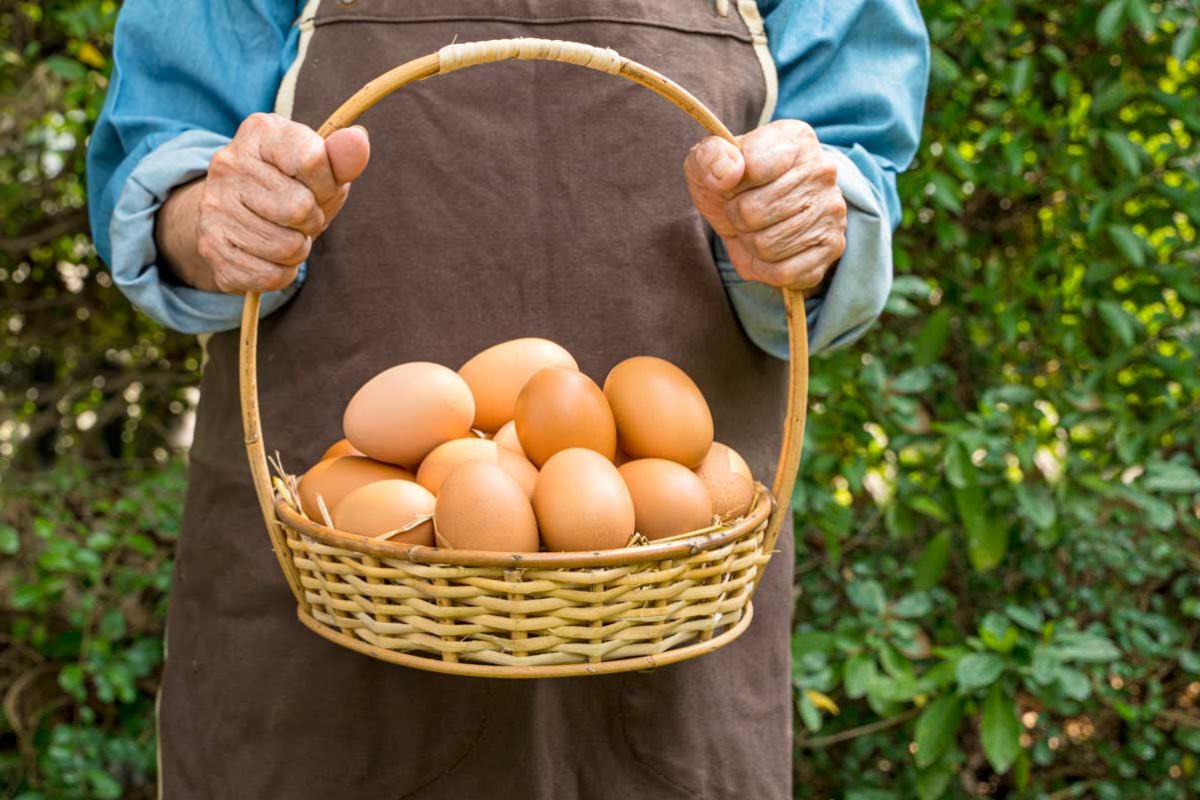 The neighbour’s eggs