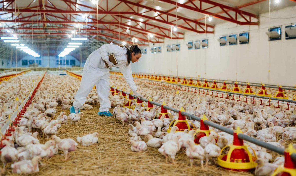 On farms you find chickens, farmers and veterinarians… sometimes even journalists and activists
