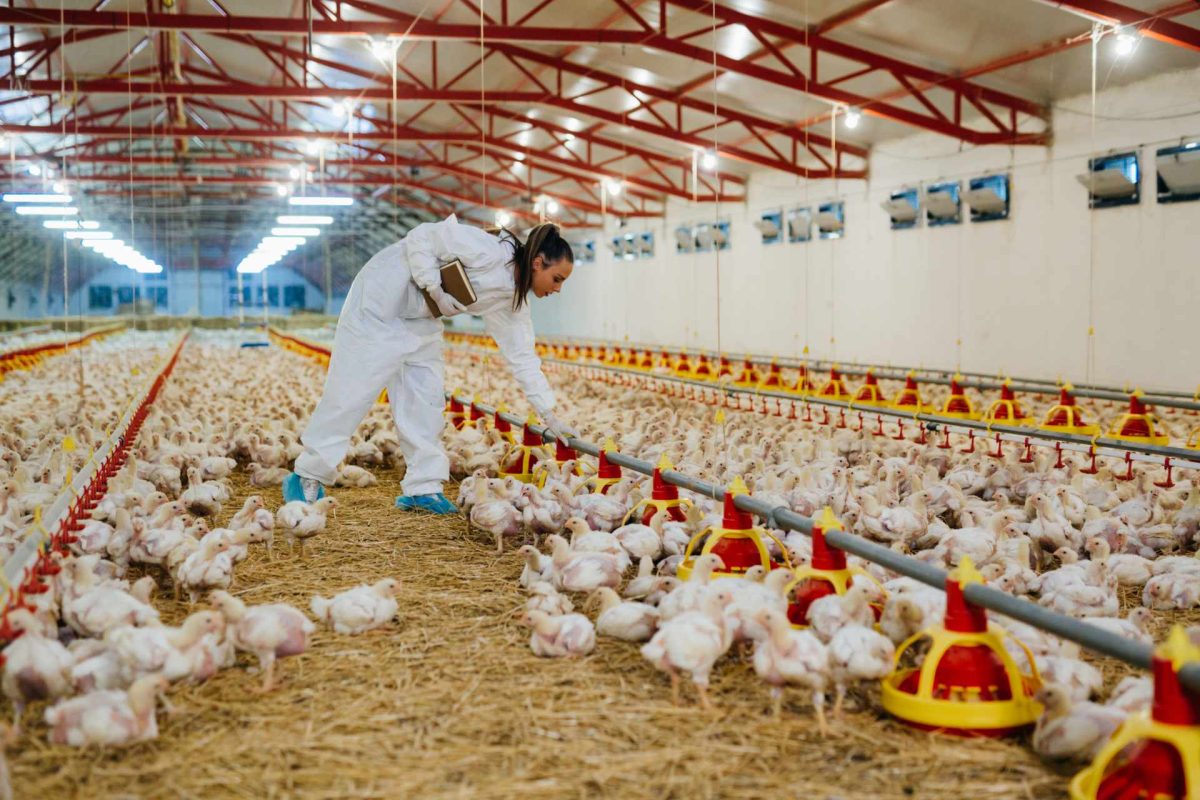 On farms you find chickens, farmers and veterinarians… sometimes even journalists and activists