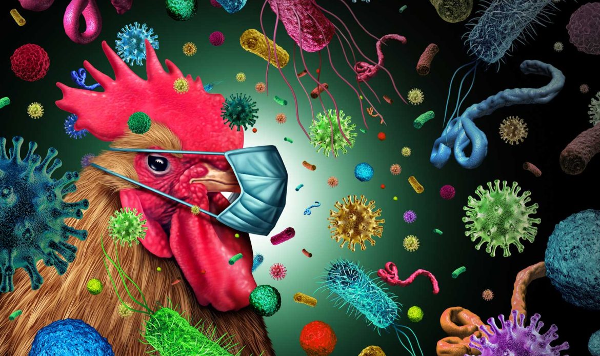 From Italy: CIWF insinuates: ‘Deadly viruses; what’s that got to do with our food?’