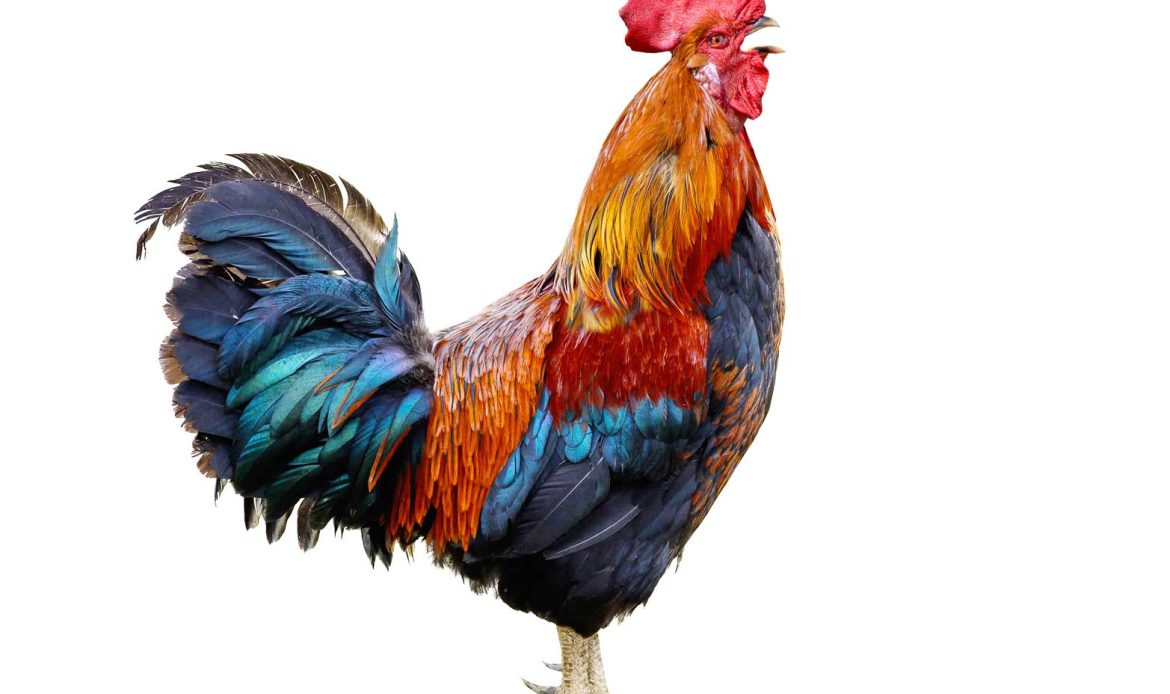 Roosters, these strangers