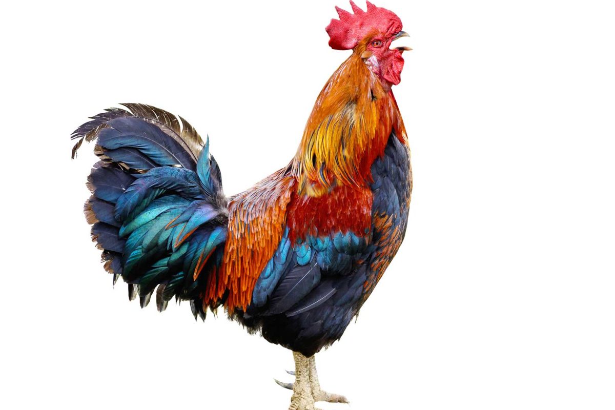 Roosters, these strangers