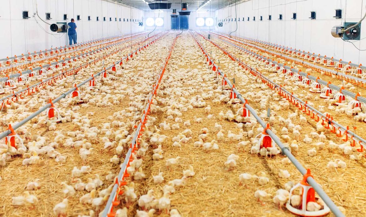 Fake and real about broiler No. 1