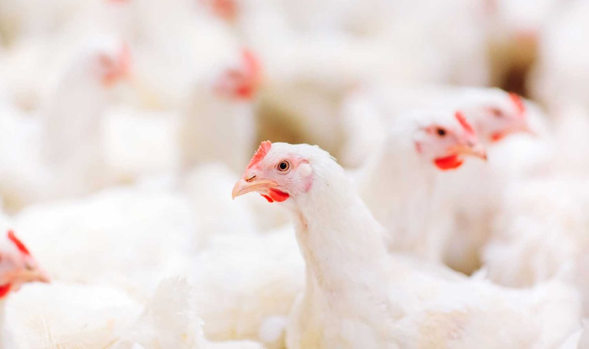 Fake and real about broiler No. 2