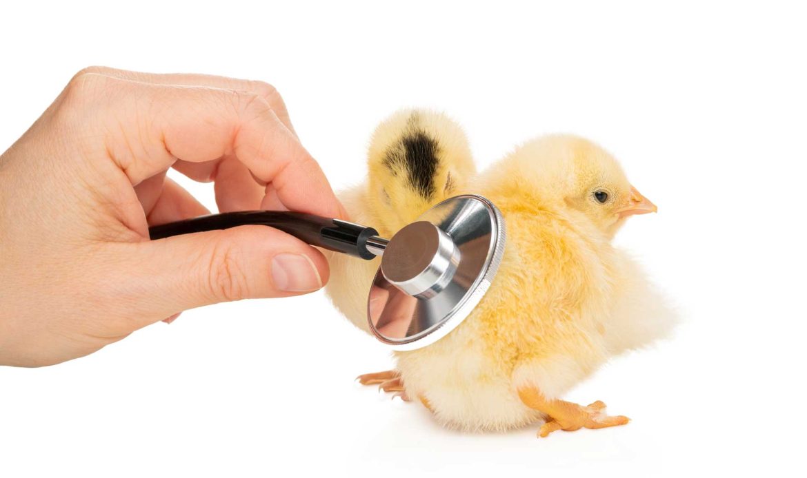 Fake and real about broiler No. 4