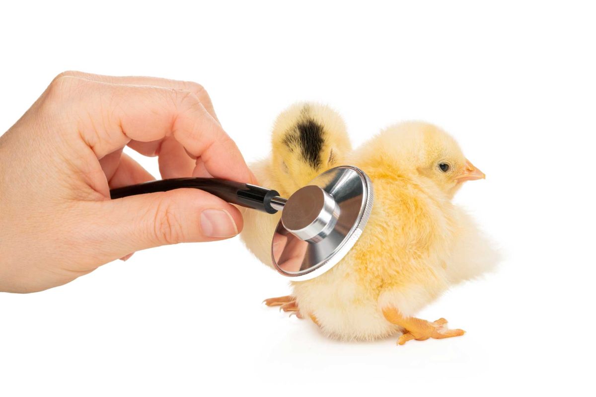 Fake and real about broiler No. 4