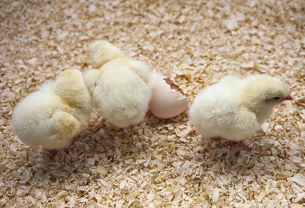 Farm hatching that enhances animal welfare