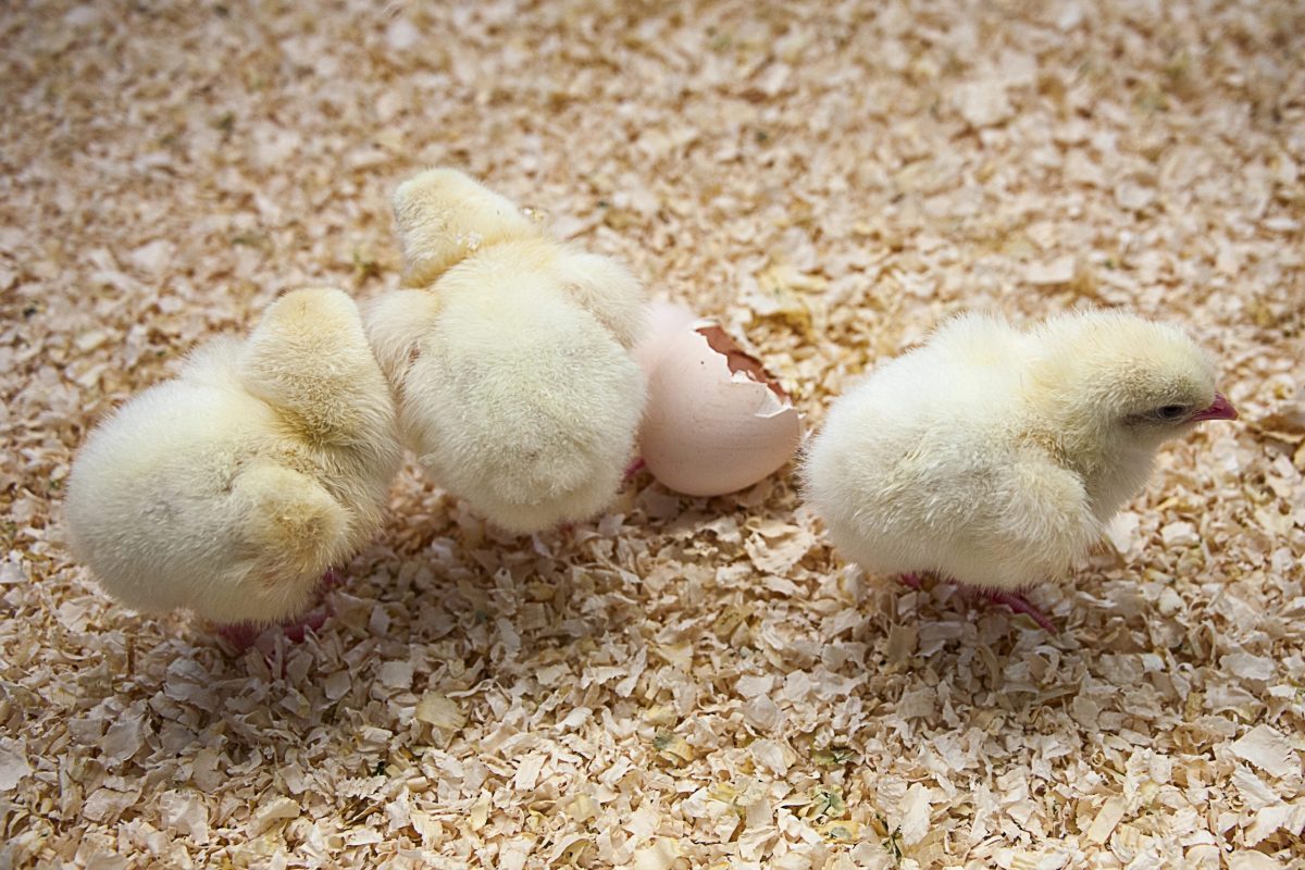 Farm hatching that enhances animal welfare