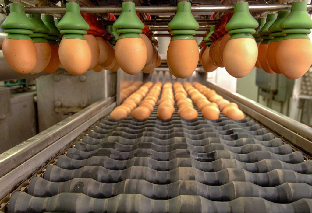 Egg sexing techniques: a growing ethical awareness