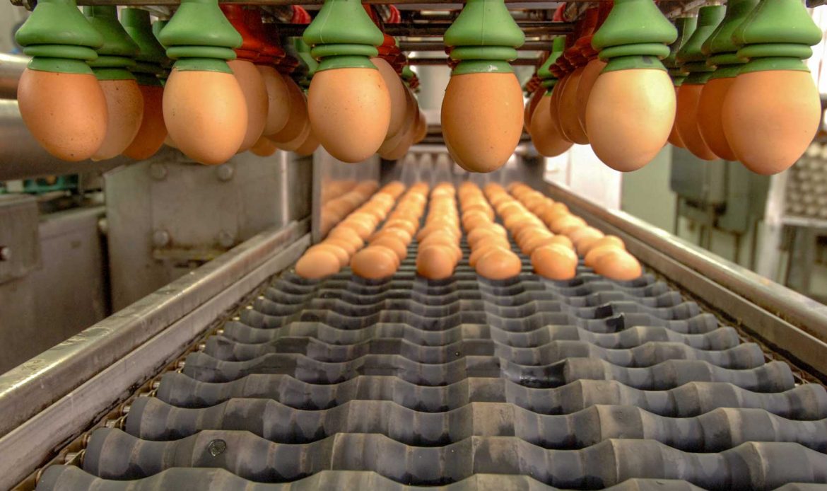 Egg sexing techniques: a growing ethical awareness