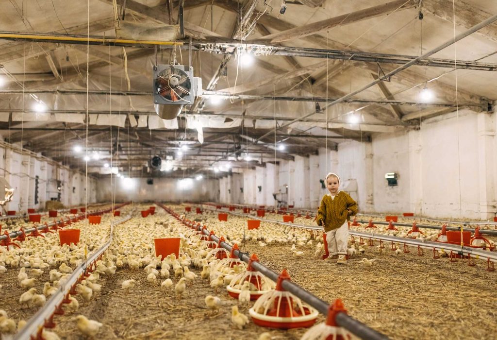 Who will be producing poultry in a few years?