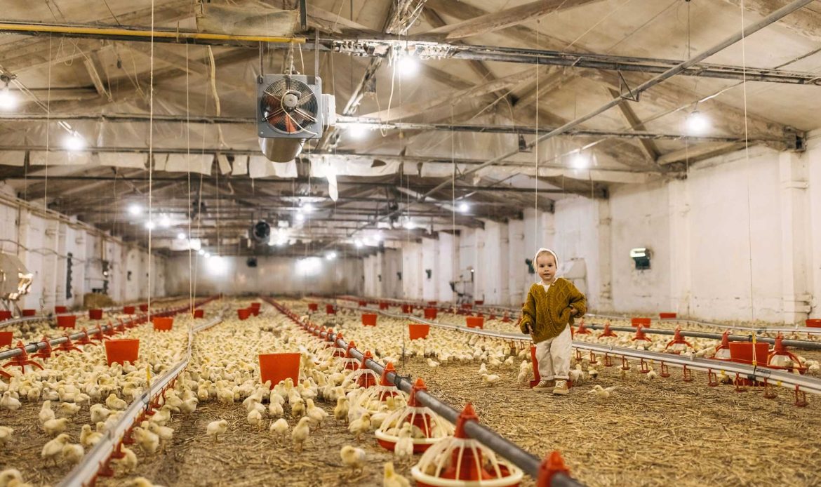 Who will be producing poultry in a few years?