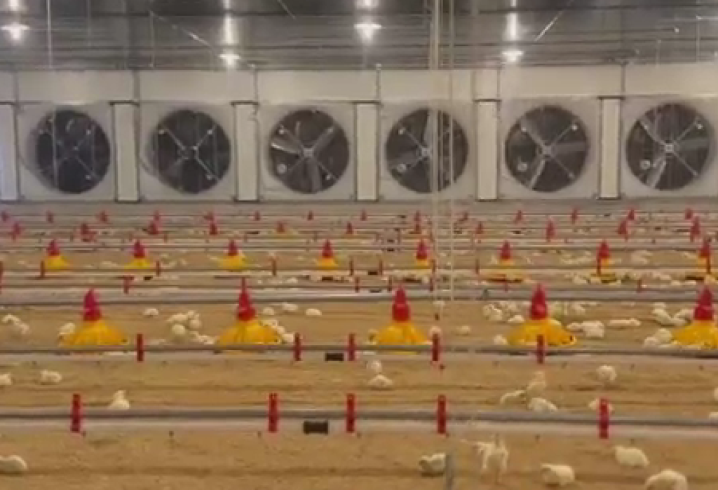 The air in poultry farms