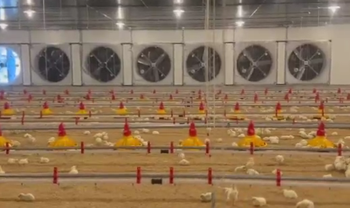 The air in poultry farms