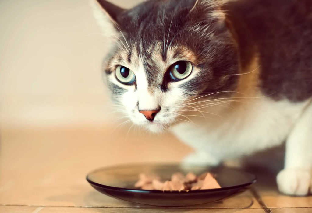 What does your cat eat?