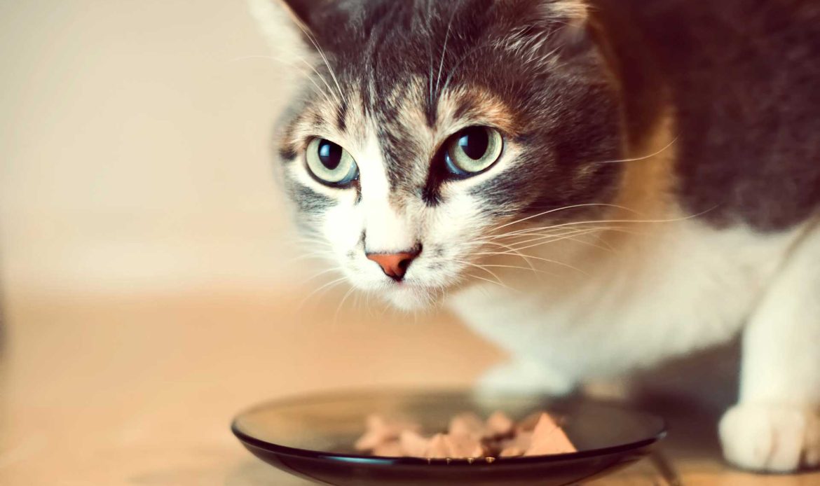 What does your cat eat?