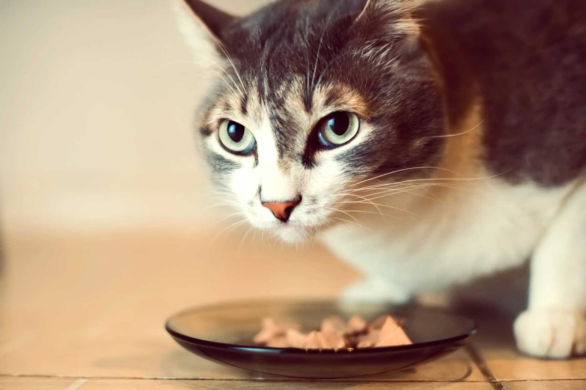 What does your cat eat?