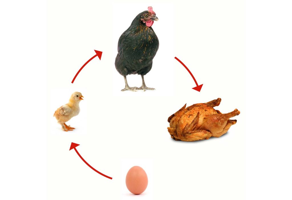 The importance of chickens for the support of the planet’s food