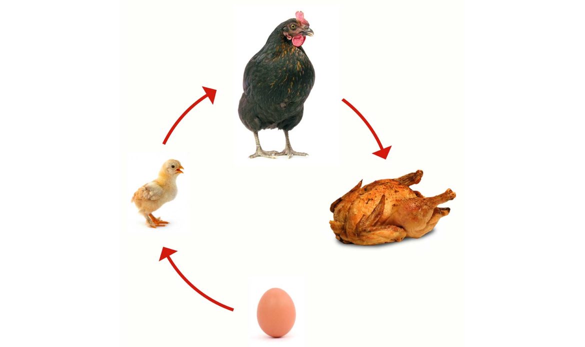 The importance of chickens for the support of the planet’s food