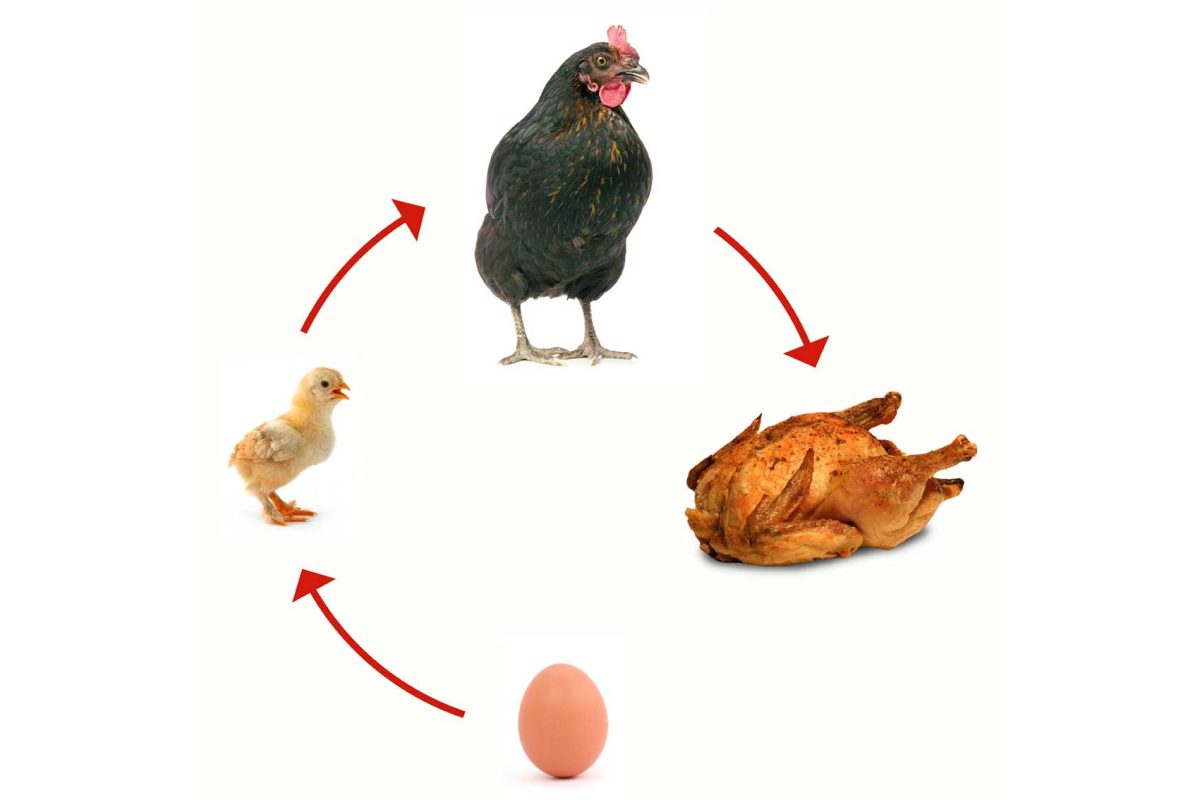 The importance of chickens for the support of the planet’s food