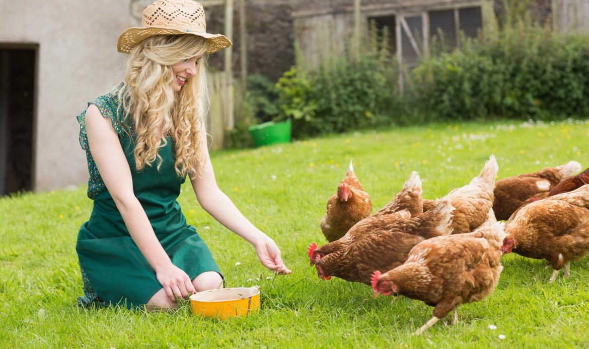 The anti-poultry farm activists: had they ever set up a farm as they claim