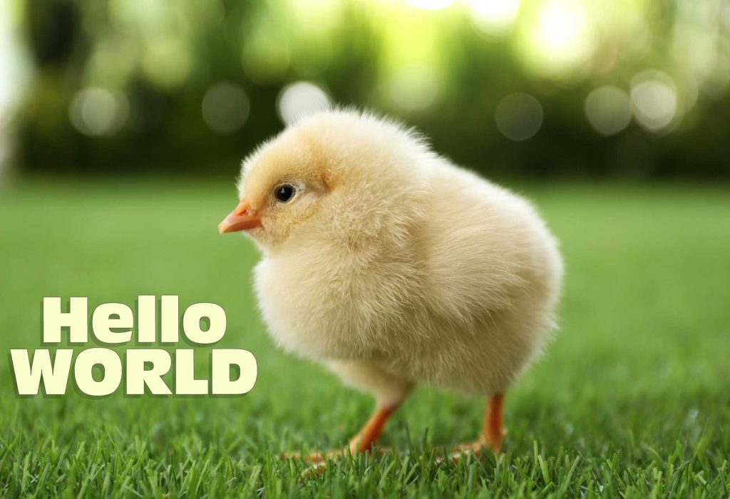 Around the world around the chicken