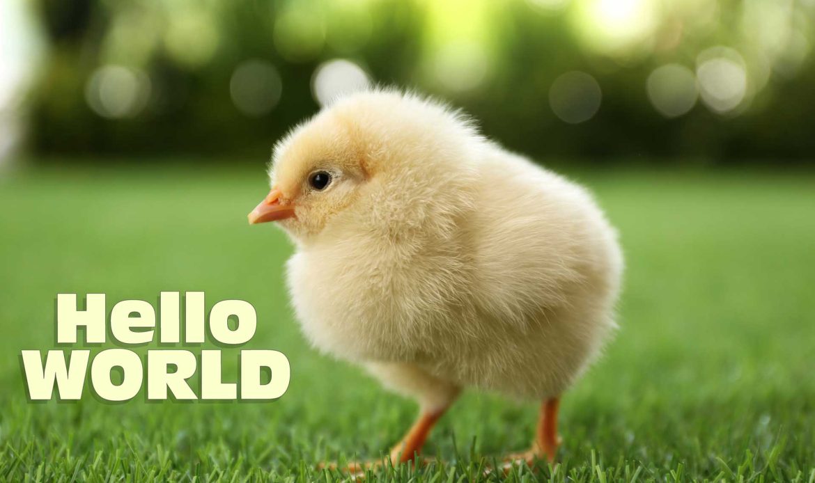 Around the world around the chicken