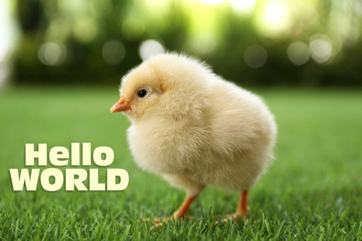 Around the world around the chicken