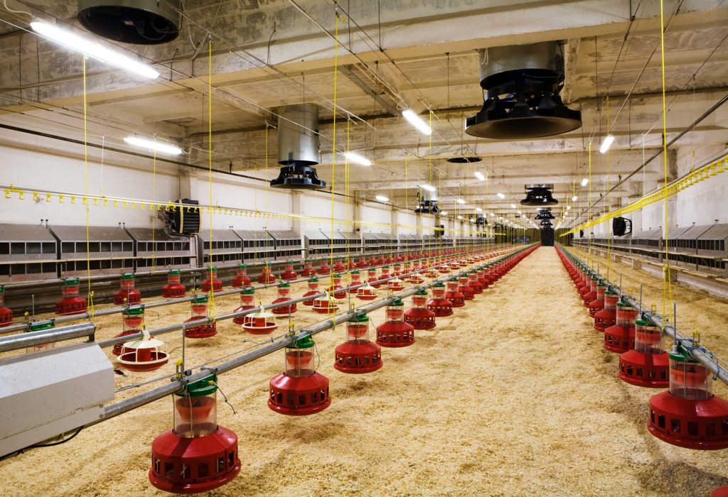 The poultry supply chain: how it work