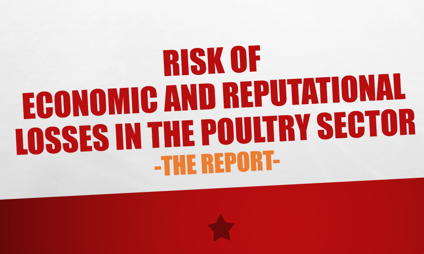Criticism of the poultry sector generates losses. What losses?