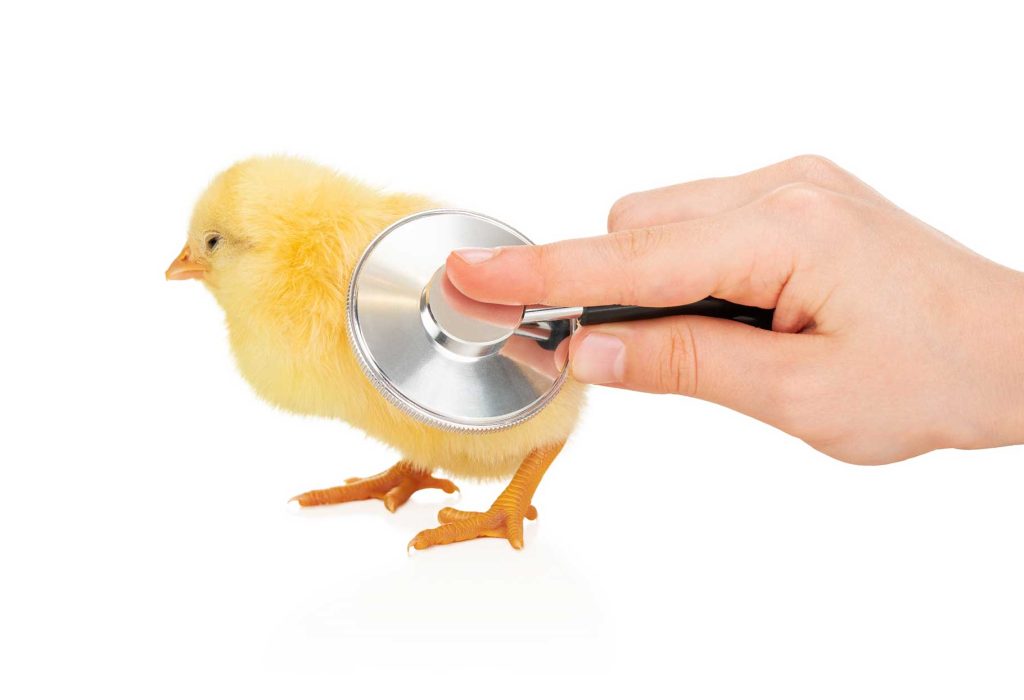 Should we believe the accusations of animal rights groups?