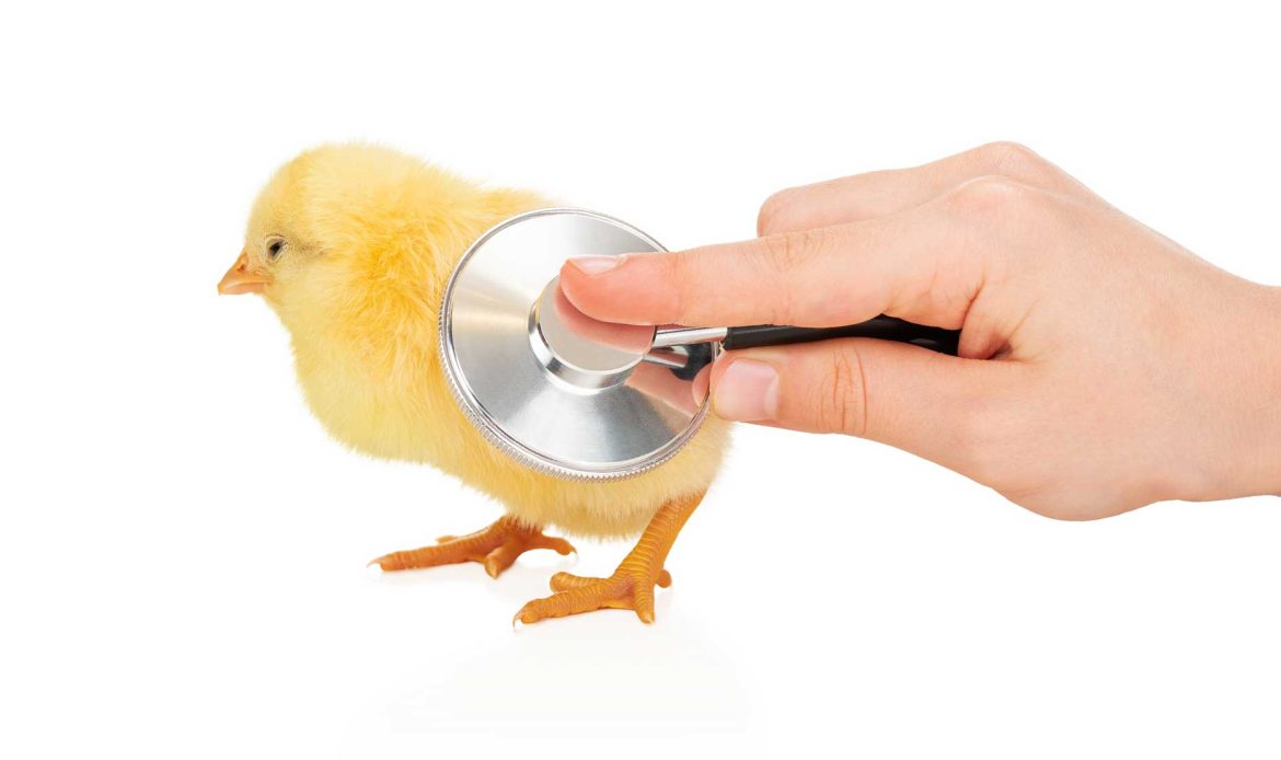 Should we believe the accusations of animal rights groups?